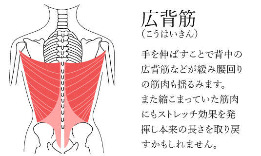 岩名長寿園の機能訓練プログラムでの広背筋の説明図,手を伸ばすことで背中の 広背筋などが緩み腰回り の筋肉も揺るみます。 また縮こまっていた筋肉 にもストレッチ効果を発 揮し本来の長さを取り戻 すかもしれません。
